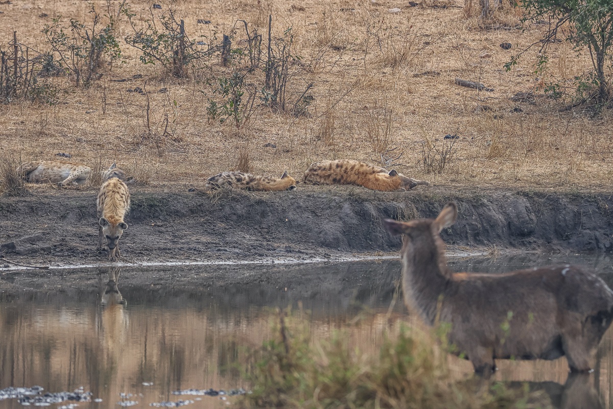 Sabi Sabi Ruan Mey Hyena Across Waterhole Waterbuck Sabi Sabi Ruan Mey Hyena Across Waterhole Waterbuck