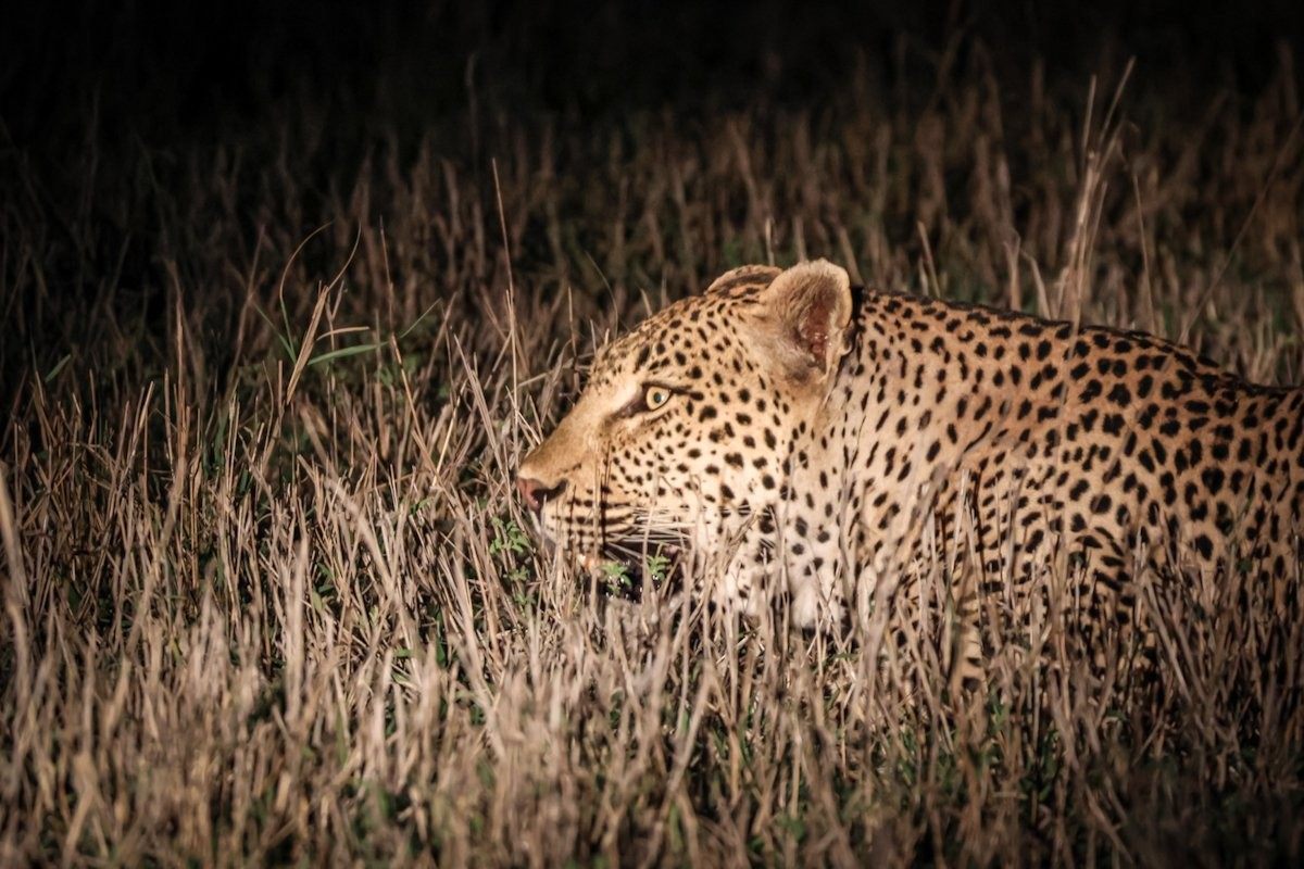 Sabi Sabi Jan Nel Kurhula In Grass Sabi Sabi Jan Nel Kurhula In Grass