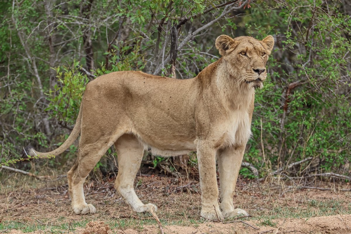 A female lion from the Southern Pride. A female lion from the Southern Pride.