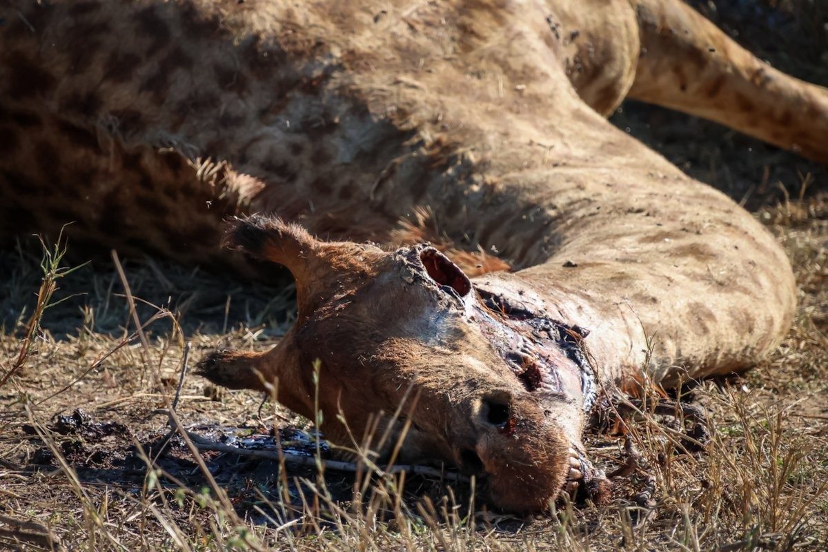 Sabi Sabi Jan Nel Giraffe Carcass