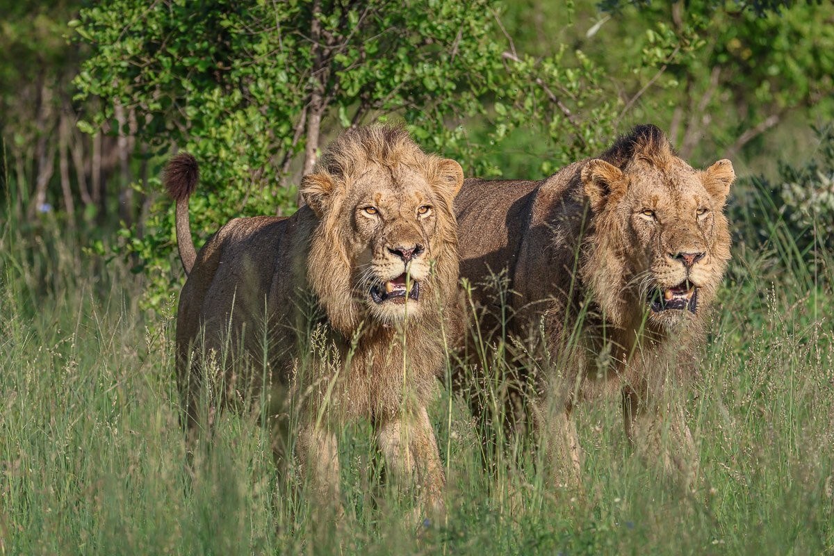 Two male lions walk in the veld. 