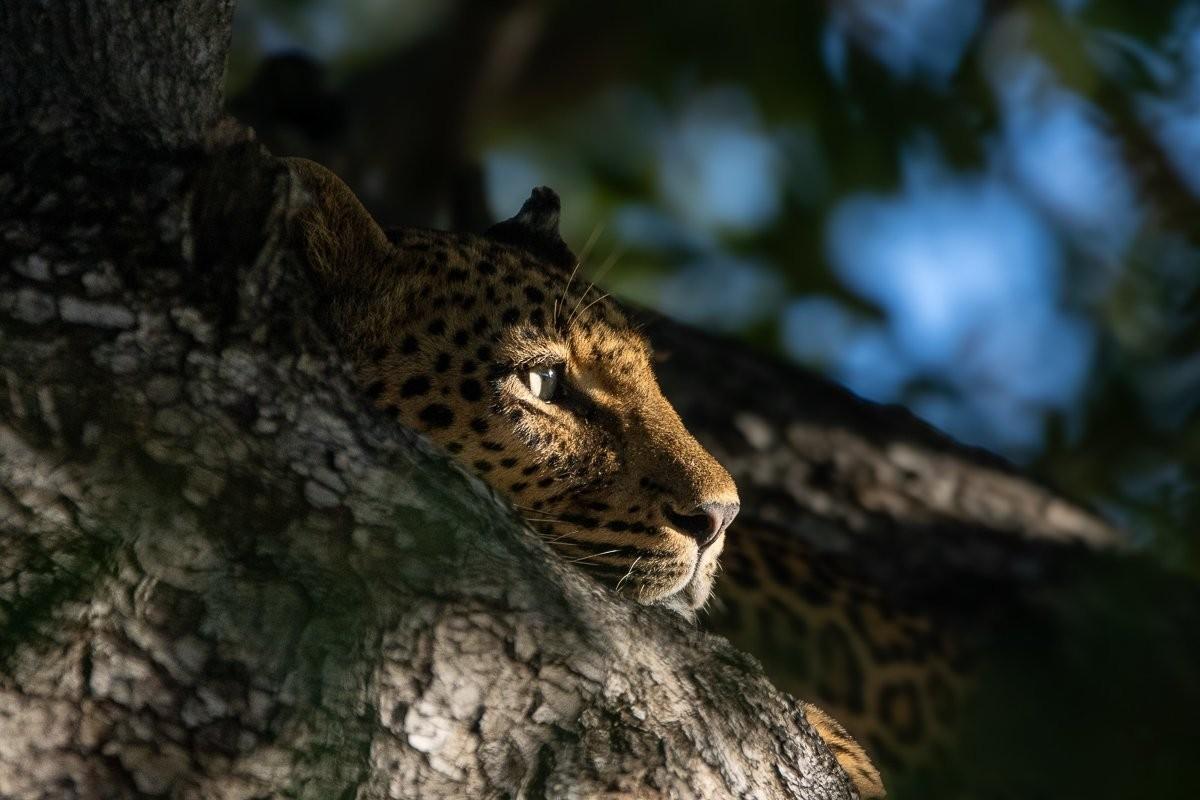 Sabi Sabi Ronald Mutero Leopard Scanning From Tree