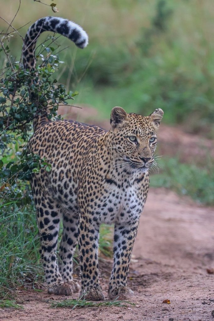 Golonyi female leopard walking along a road scent marking territory.