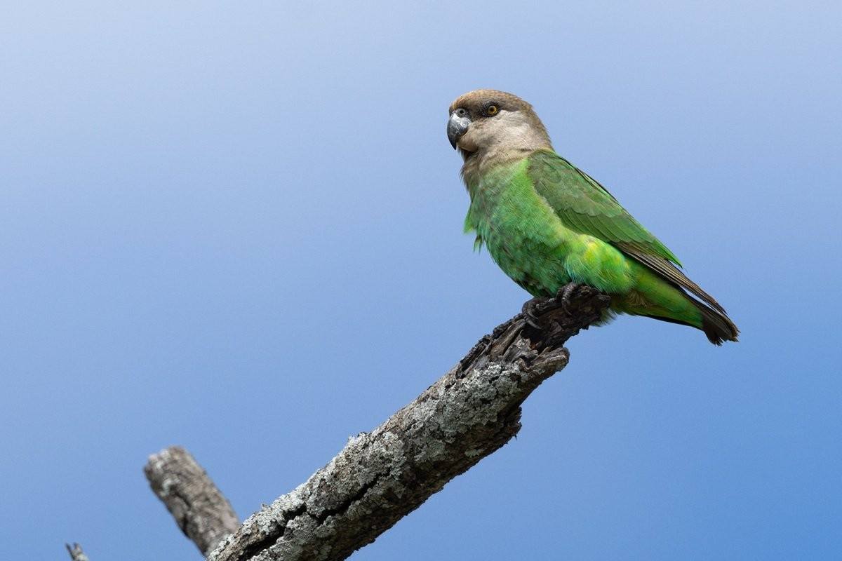 Sabi Sabi Benjamin Loon Brown Headed Parrots Tree Nesting