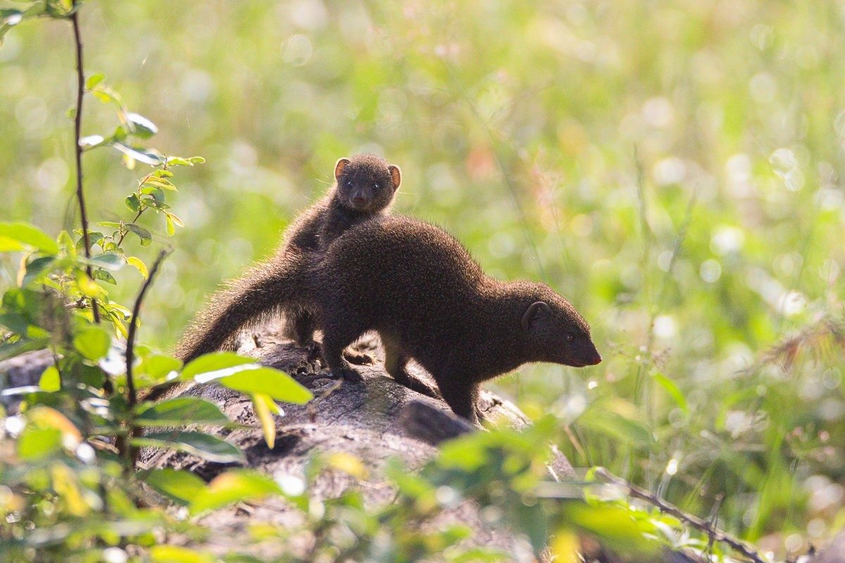 Sabi Sabi Jana Du Plessis Dwarf Mongooses