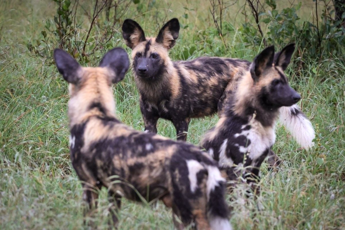Sabi Sabi Jan Nel Wild Dog Pack