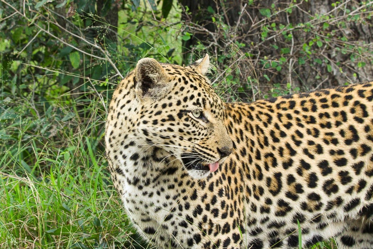 Tengile leopard calling while moving through her territory.