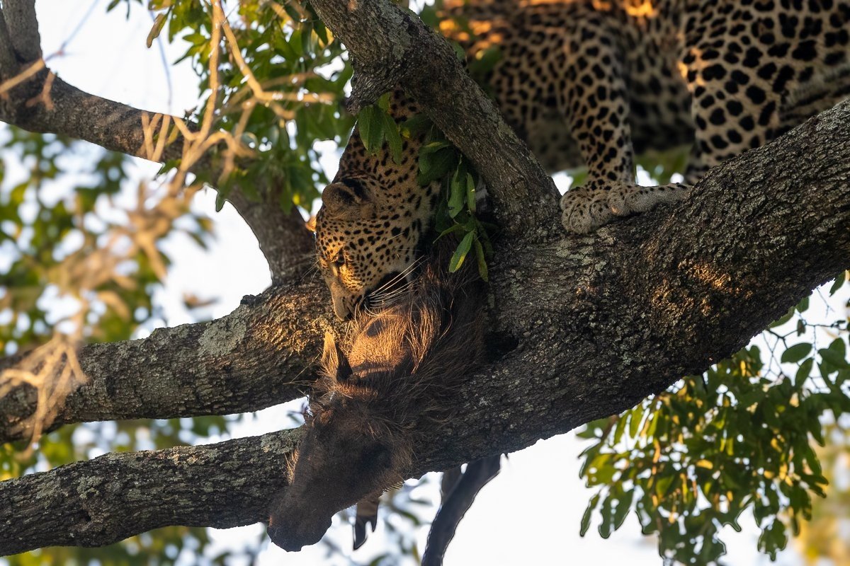 Warthog carcass hoisted high in a jackalberry tree by Kurhula leopard.