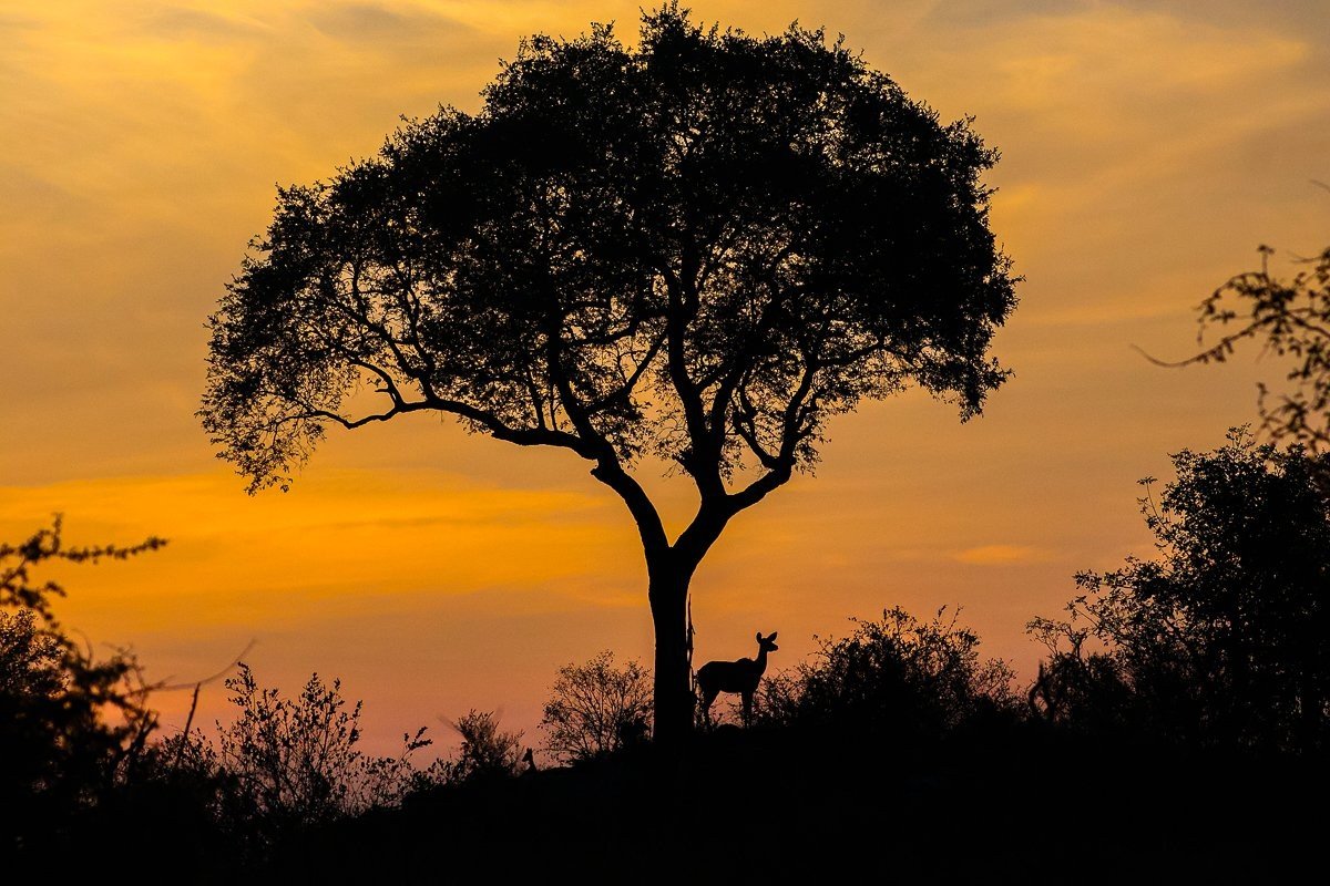 Kudu silhouette standing atop a termite mound against a golden sunset sky.