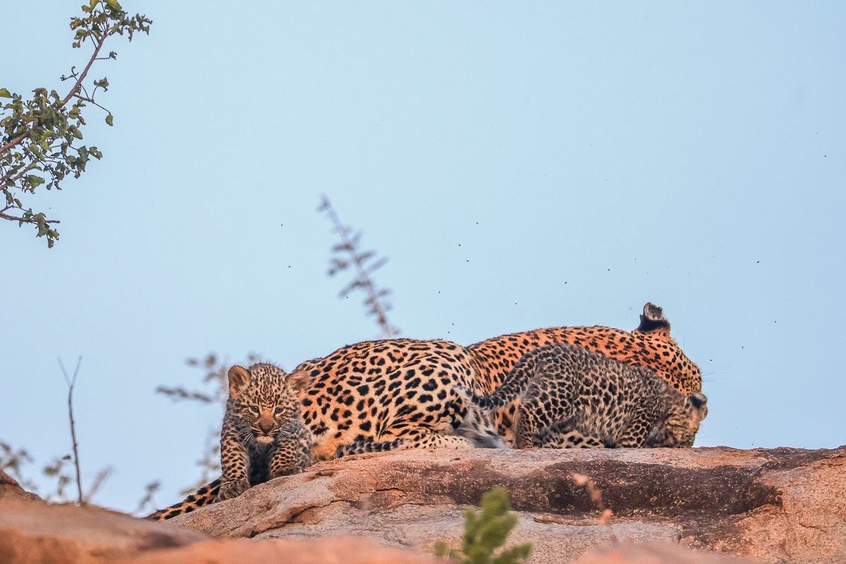 Sabi Sabi Ruan Mey Golonyi Cub Emerging From Den