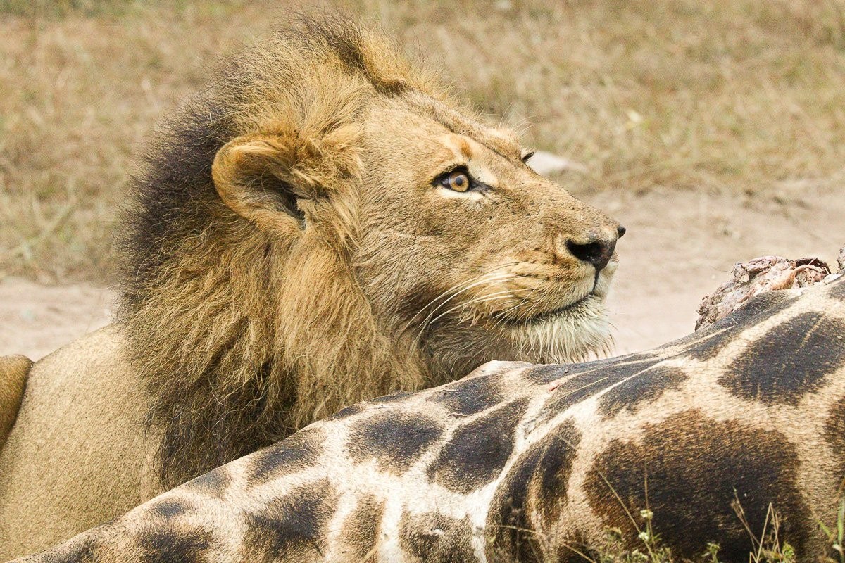 Male lion tearing meat from a kill using specialised carnassial teeth.