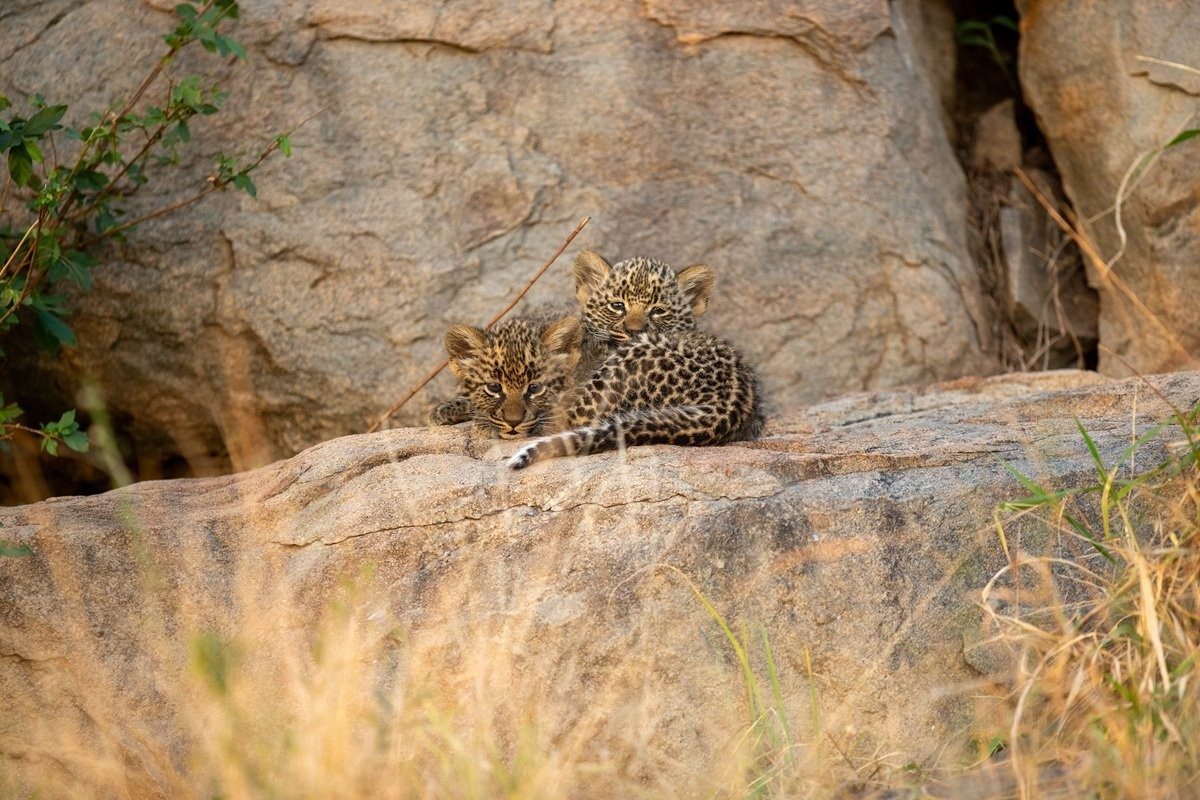 Golonyi’s cubs exploring their surroundings and practising climbing skills on rocks.