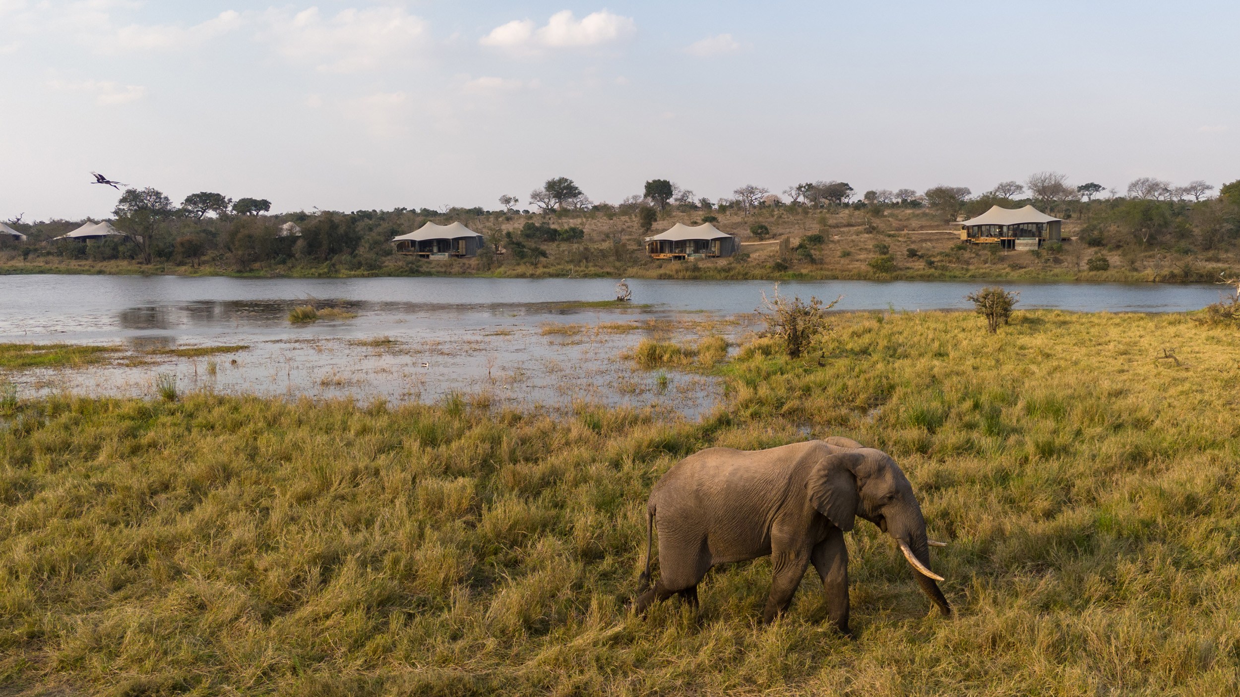 Sabi Sabi Collection Sandringham Pgr Nweti Camp Elephant