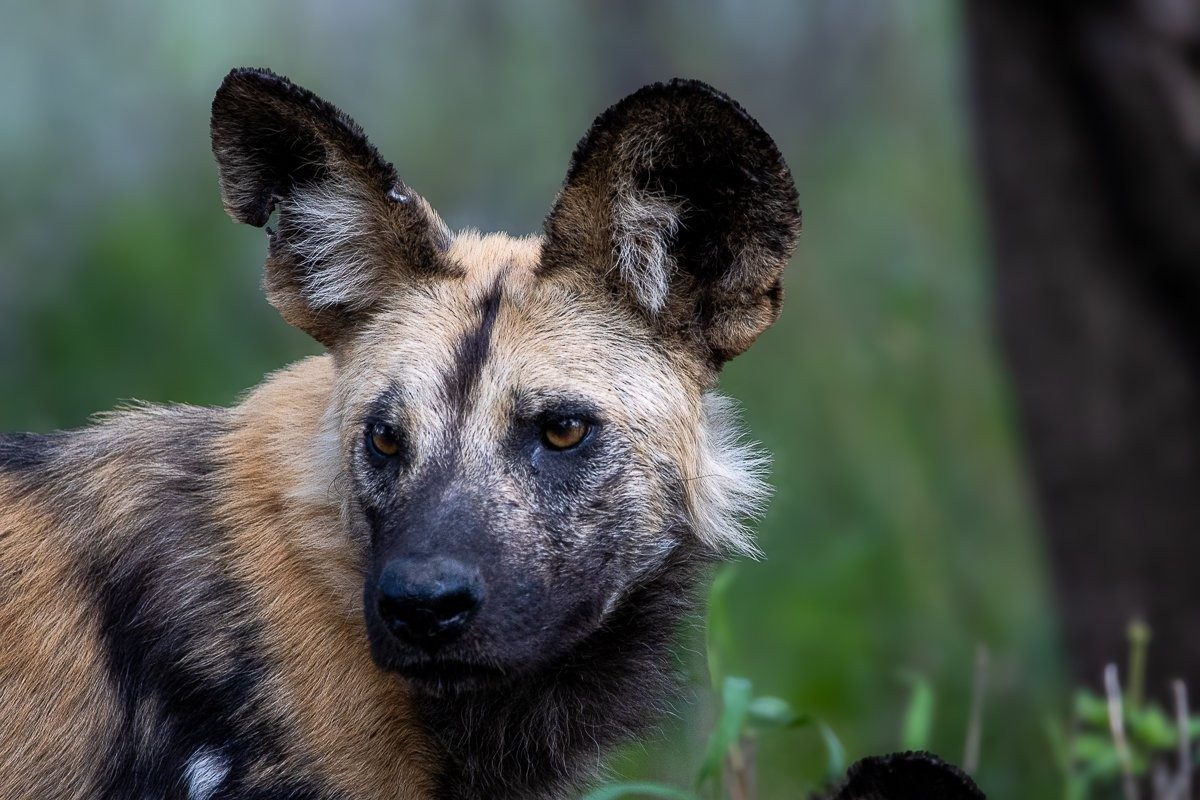 African wild dog in the Sabi Sabi wilderness