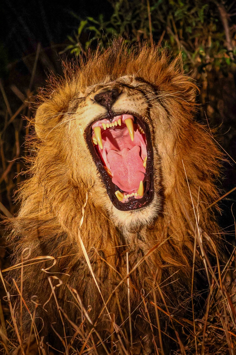 Gijima lion giving a big roar from the bush