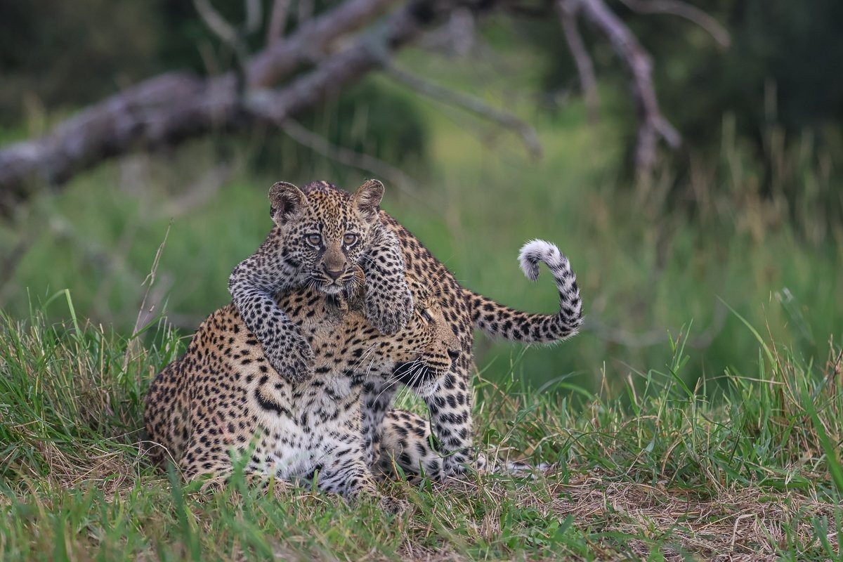 Golonyi leopard cub being playful with its mother.