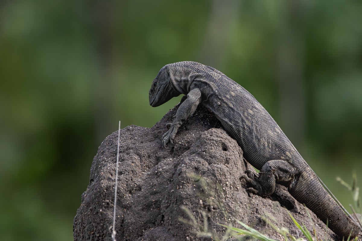 A rock monitor perched on a sun-baked termite mound