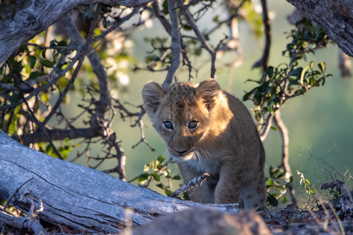 Southern Pride cub searching for shade amongst tree branches