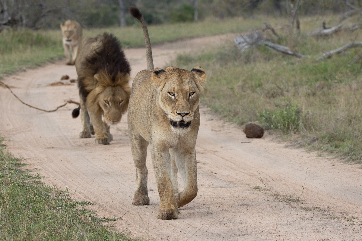 An N'waswitshaka lion walks between two Msuthlu Pride lionesses