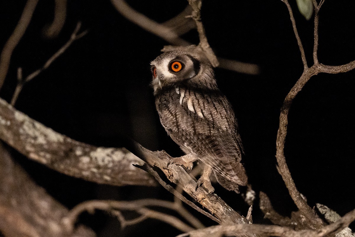B07Daniel Greyvenstein Southern White Faced Owl 231222 B07Daniel Greyvenstein Southern White Faced Owl 231222