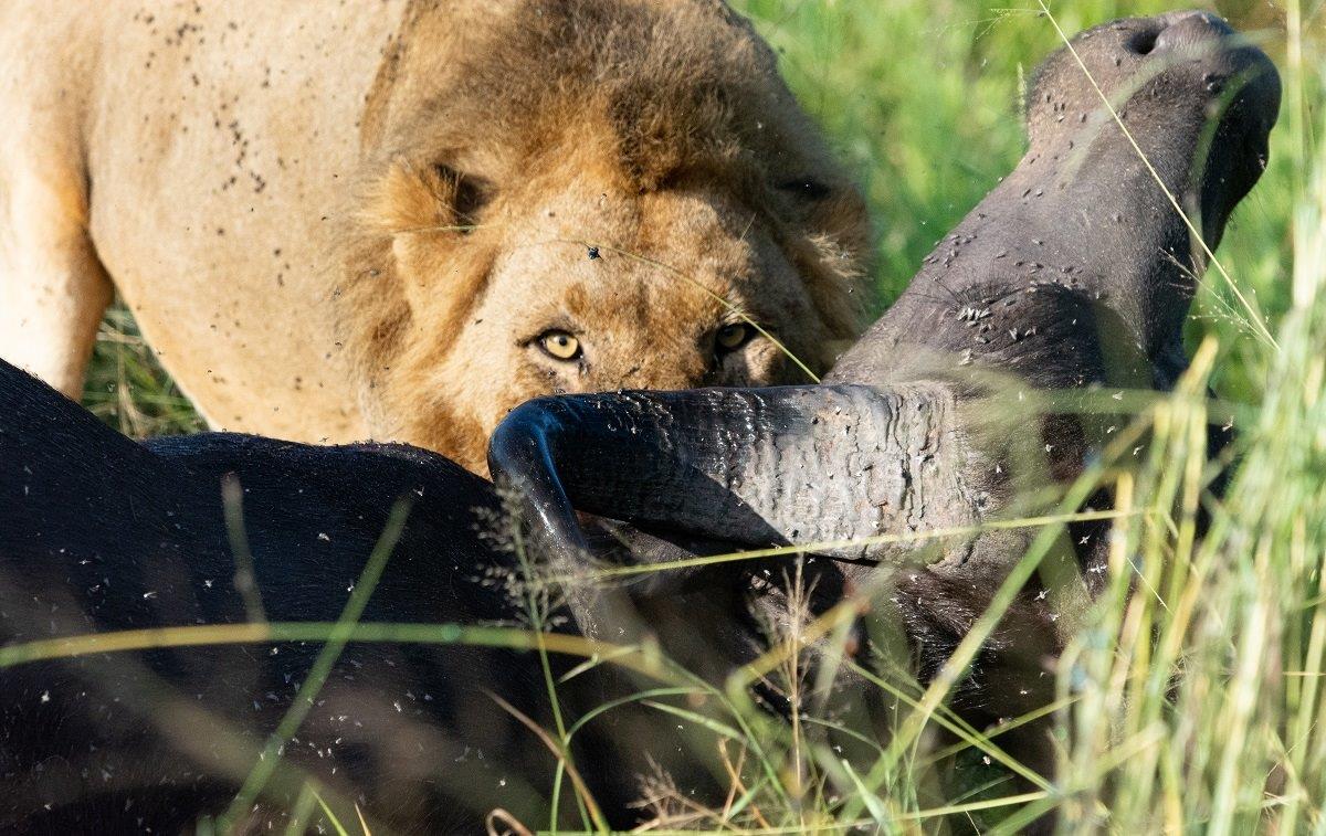 B05ronald Mutero  Buffalo    Khambula   17032023 Blog 2