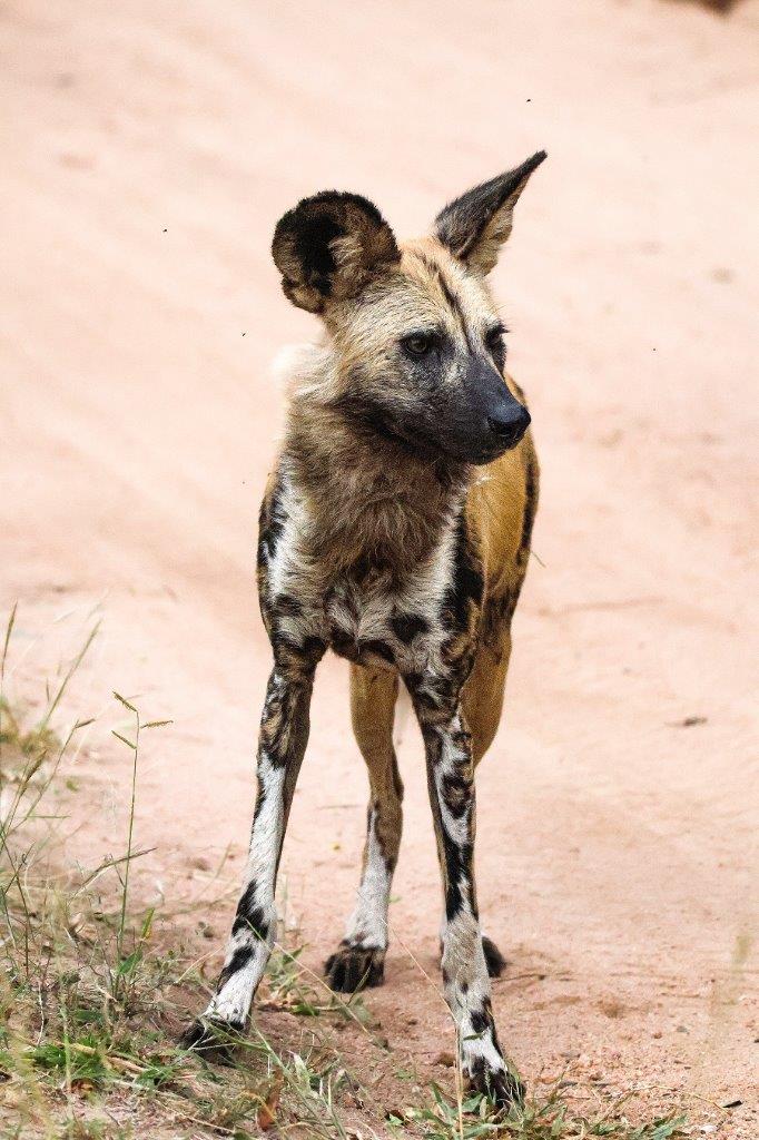 B23Coenraad Stapelberg Wild Dog 140423 2 B23Coenraad Stapelberg Wild Dog 140423 2