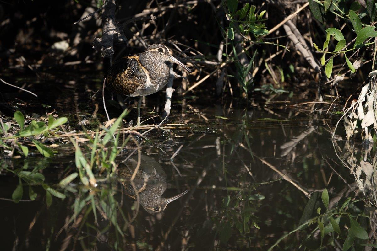 Driving past a certain waterhole, ranger Daniel always goes a little slower to see if she can find the elusive Greater Painted-Snipe tucked away in the vegetation. 
