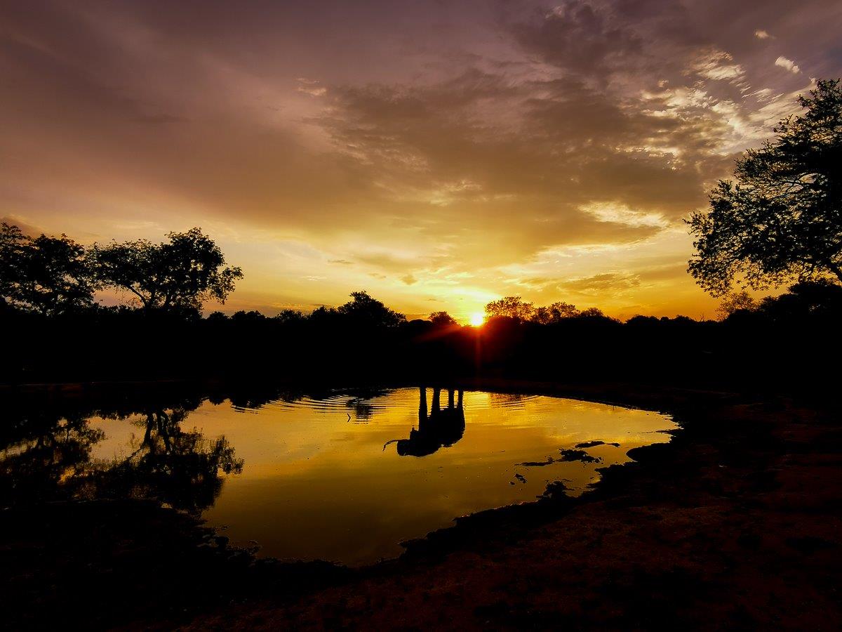 Elephant Sunset Daniel Greyvenstein Elephant Sunset Daniel Greyvenstein