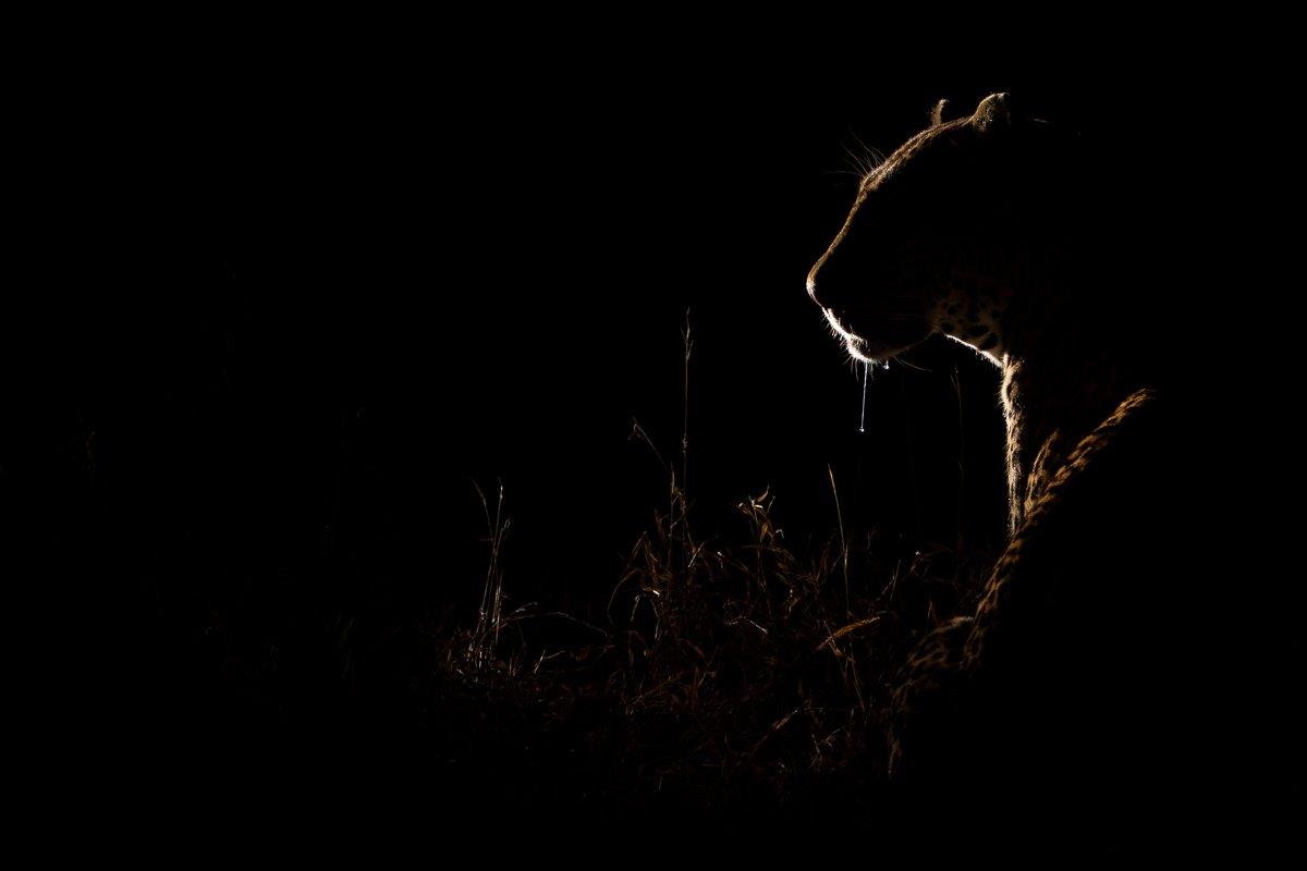 Khulwana moving through the thickets Khulwana moving through the thickets