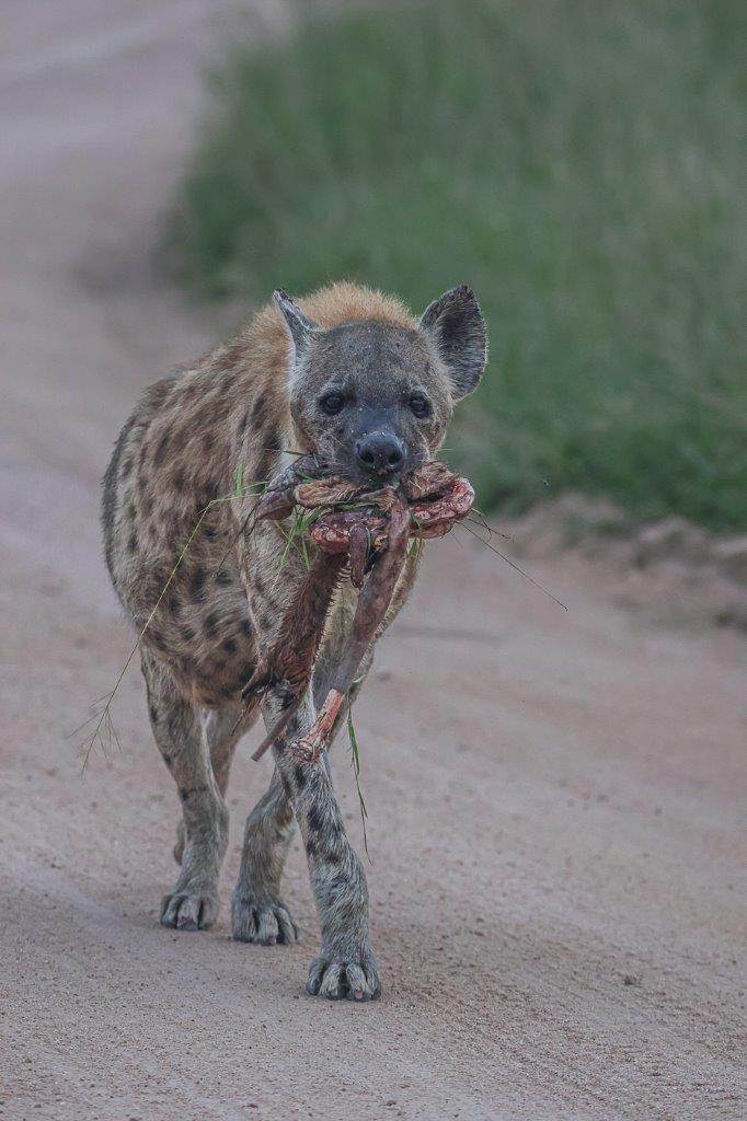 Sabi Sabi Ruan Mey Hyena Sabi Sabi Ruan Mey Hyena