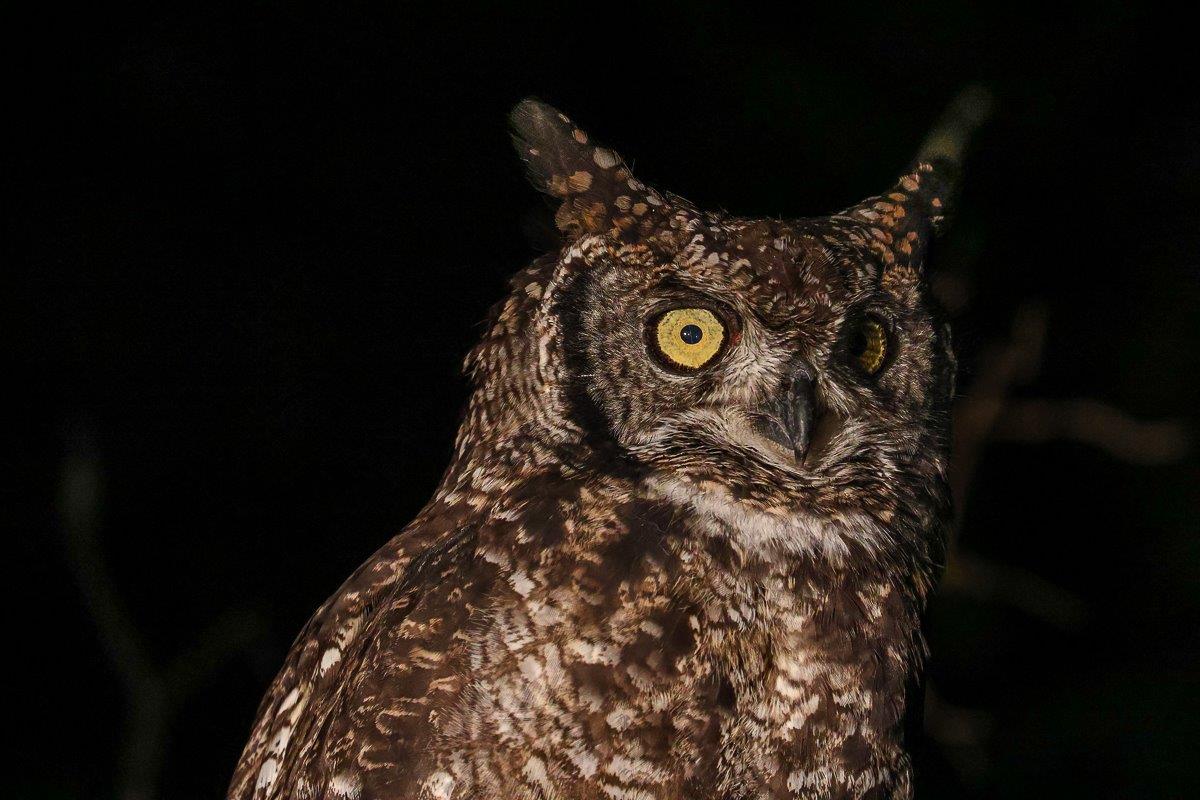 An owl's yellow eye gleam in the darkness. An owl's yellow eye gleam in the darkness.