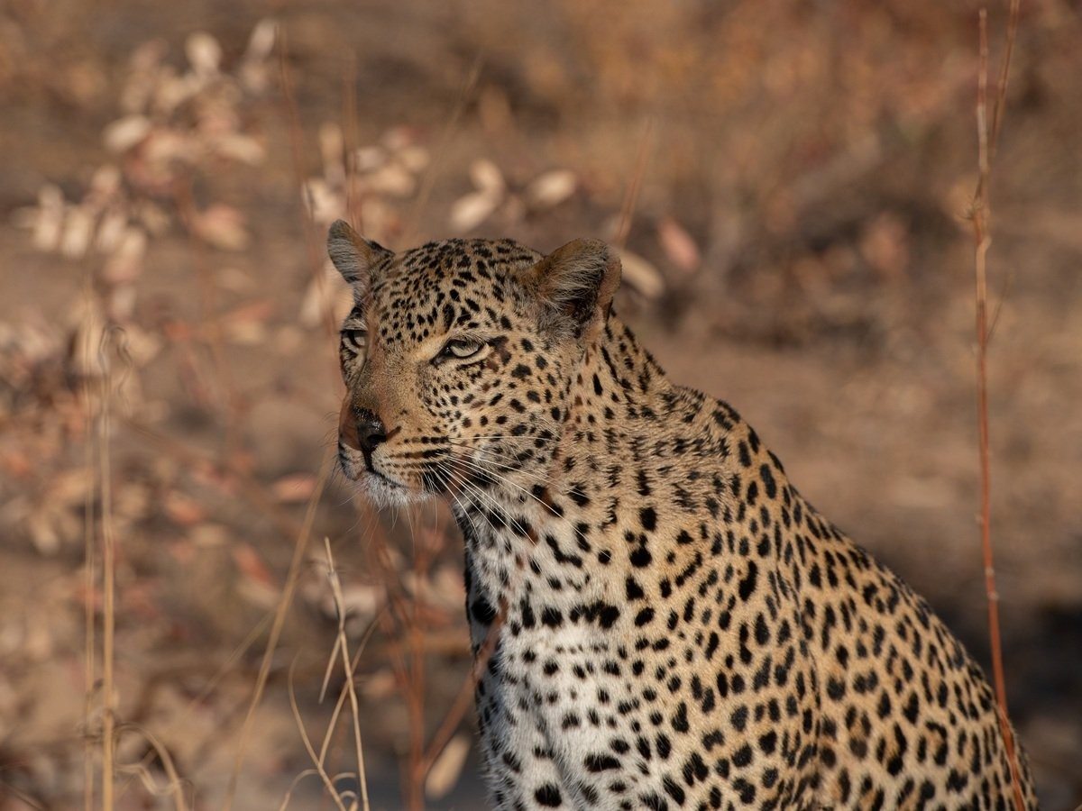 Sabi Sabi Jamiel Tengile Leopard Close Sabi Sabi Jamiel Tengile Leopard Close