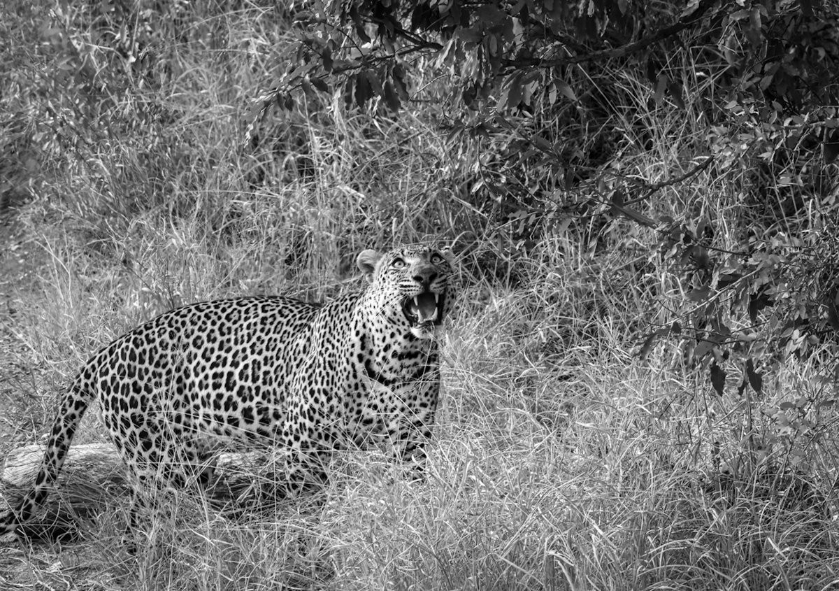 Sabi Sabi Jan Nel Khulwana Leopard Sabi Sabi Jan Nel Khulwana Leopard