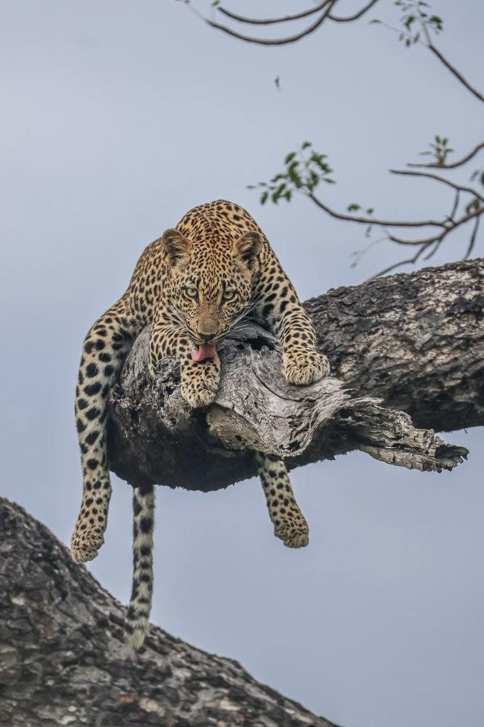 Sabi Sabi Ruan Mey Tengile Tree Sabi Sabi Ruan Mey Tengile Tree