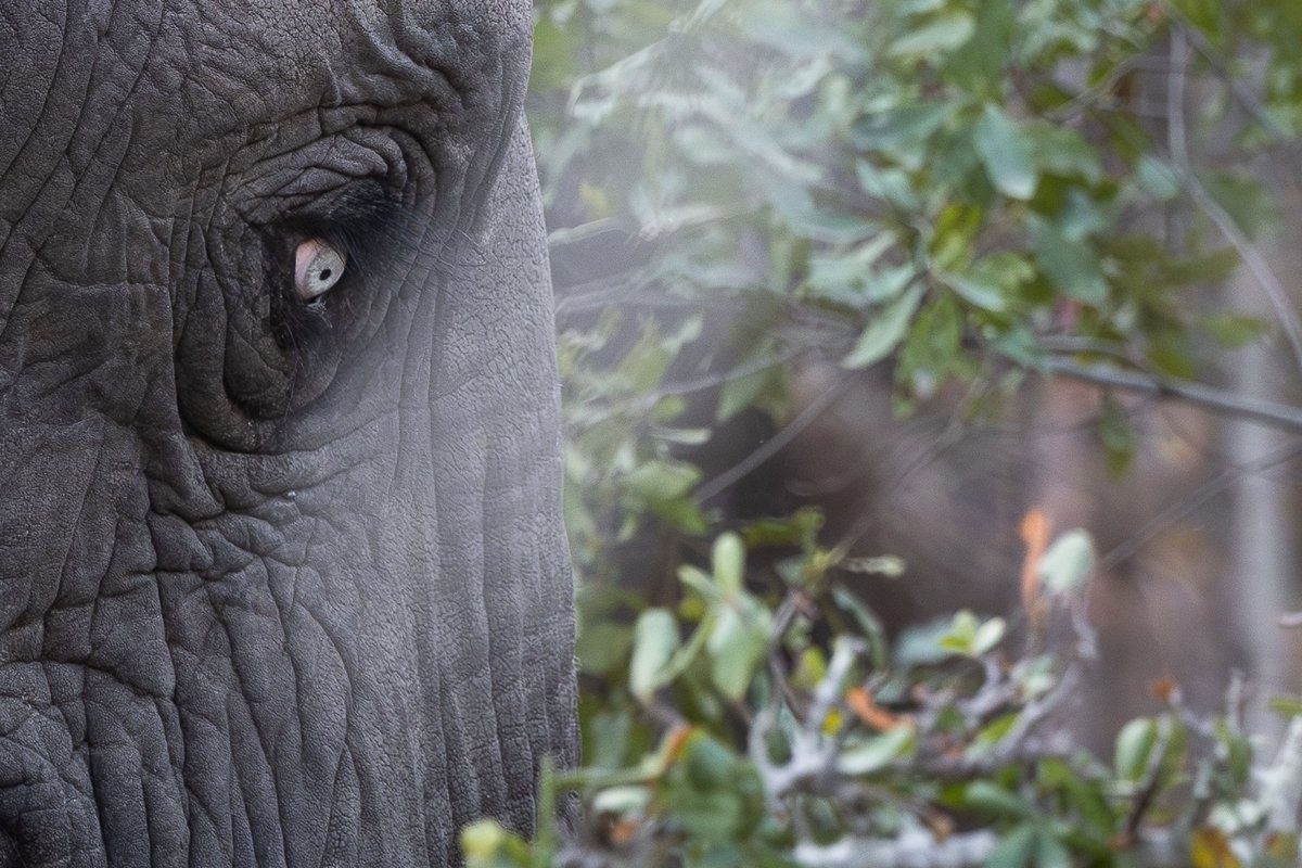 A rare sighting of a leucistic elephant with a mesmerizing eye colour