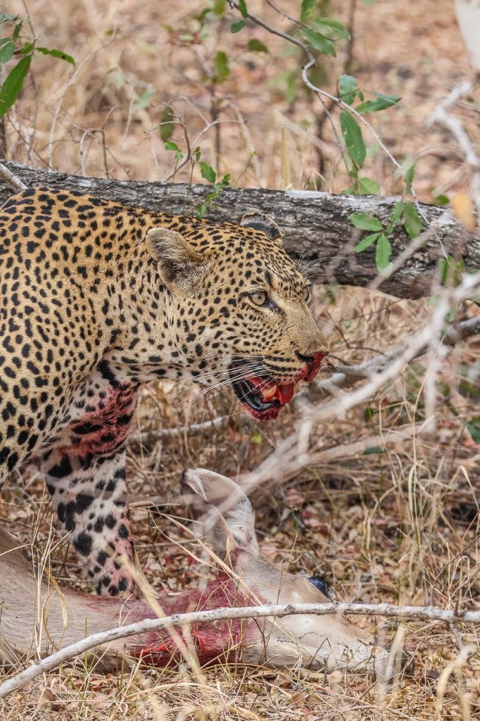 Khulwana looks alert as he feasts on his kill. Always alert and on the lookout for other predators. Khulwana looks alert as he feasts on his kill. Always alert and on the lookout for other predators.