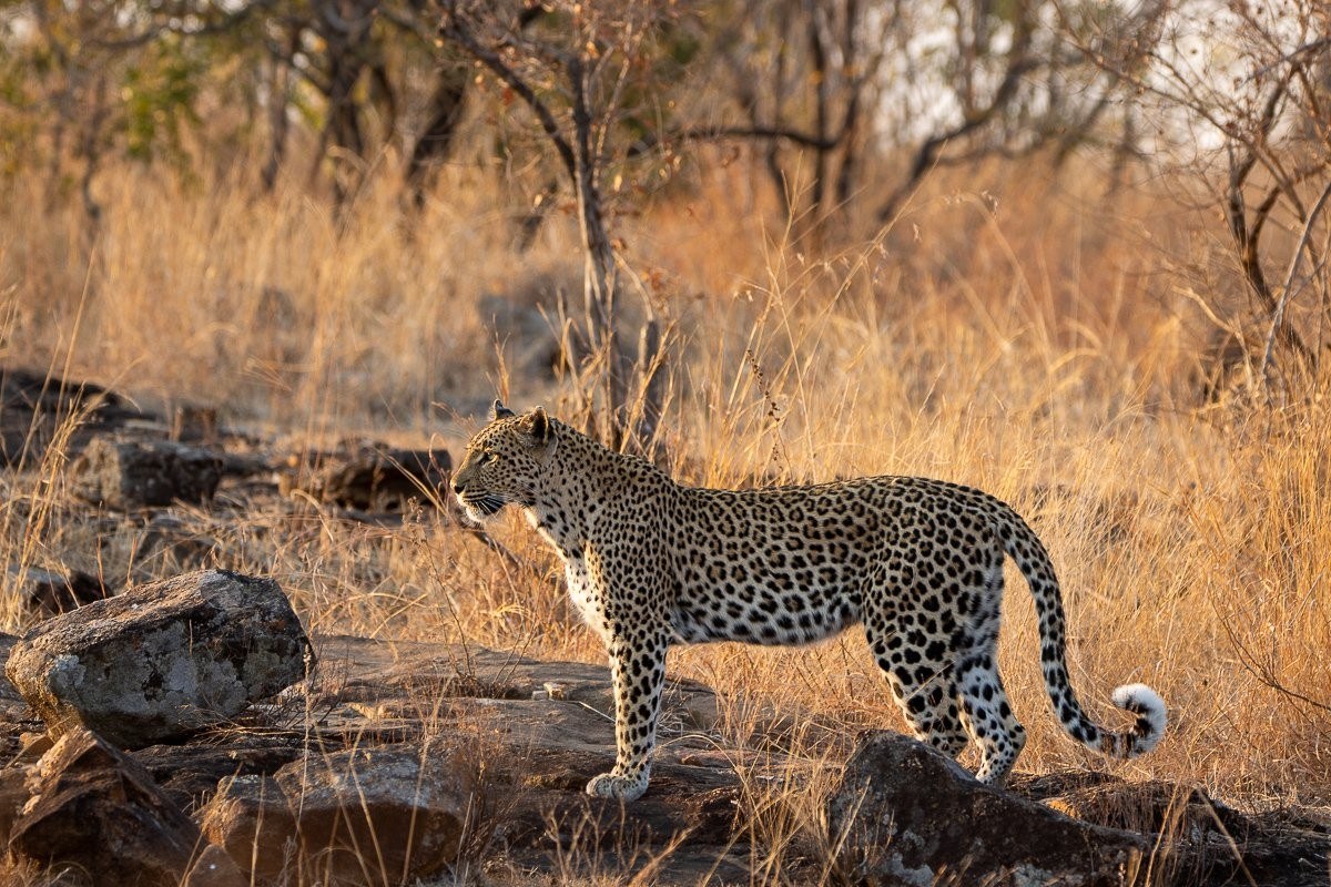 Sabi Sabi Ronald Mutero Leopard On Rocky Outcrop Sabi Sabi Ronald Mutero Leopard On Rocky Outcrop