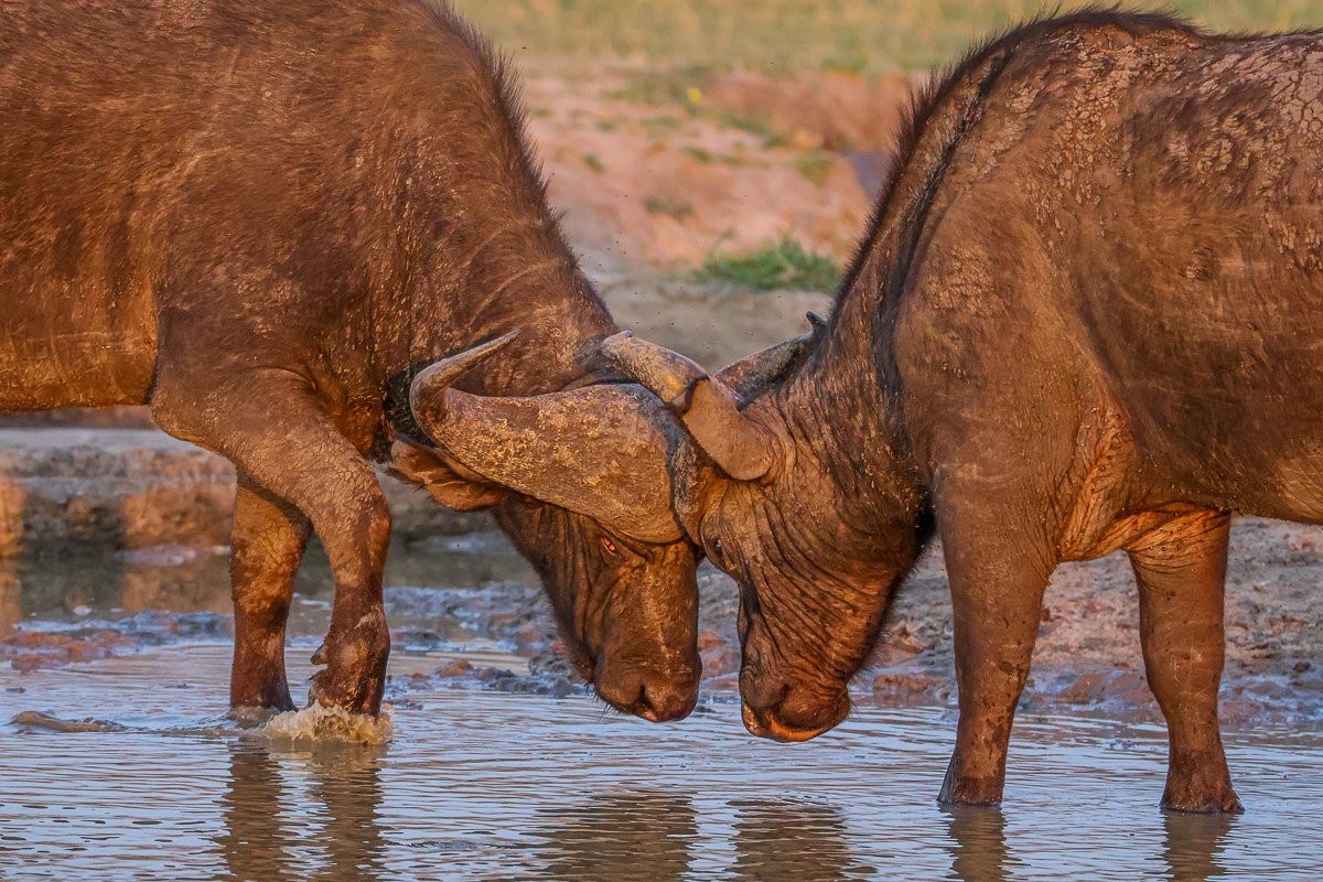 Sabi Sabi Ruan Mey Buffalo Two Sabi Sabi Ruan Mey Buffalo Two