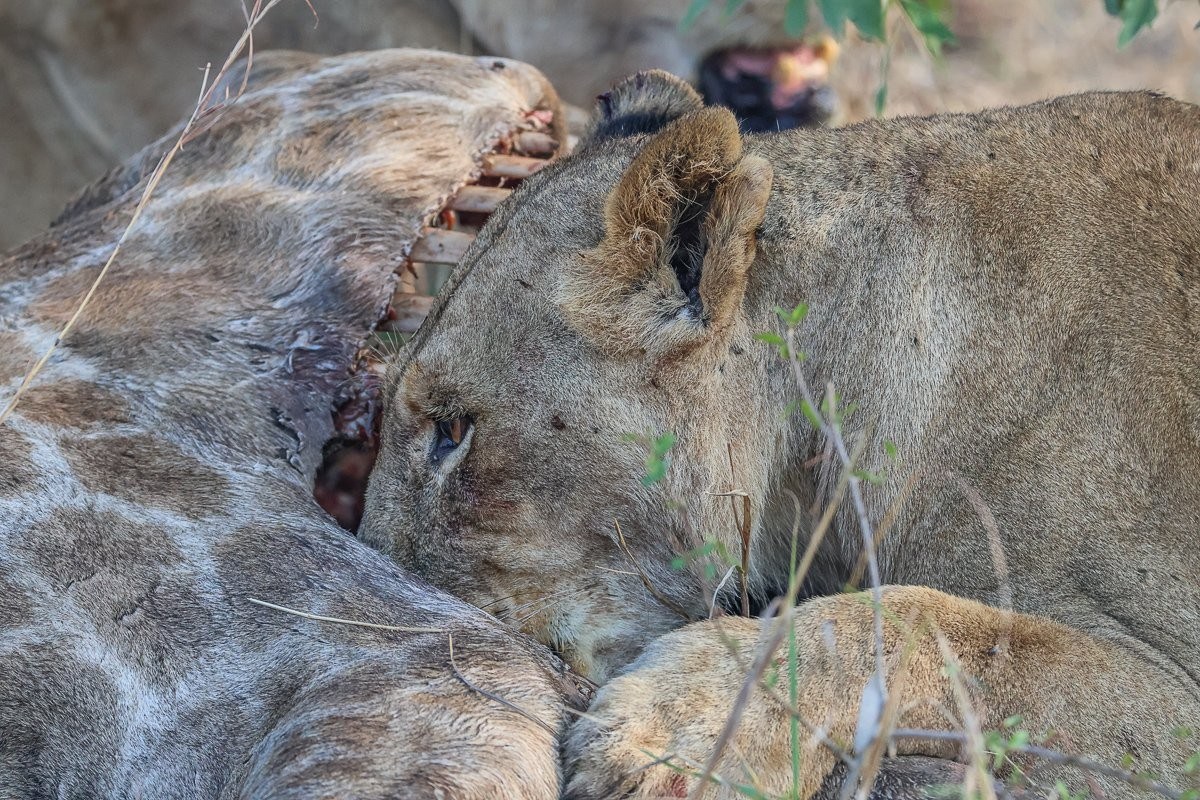 Sabi Sabi Ruan Mey Styx Lion Eats Giraffe Sabi Sabi Ruan Mey Styx Lion Eats Giraffe