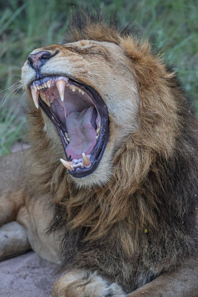 Sabi Sabi Ruan Mey Male Lion Yawning