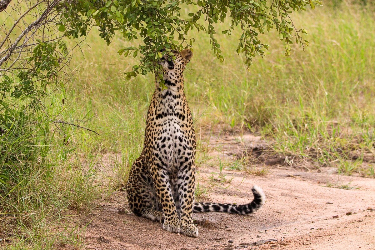 Leopards mark their territory to prevent confrontation with other leopards