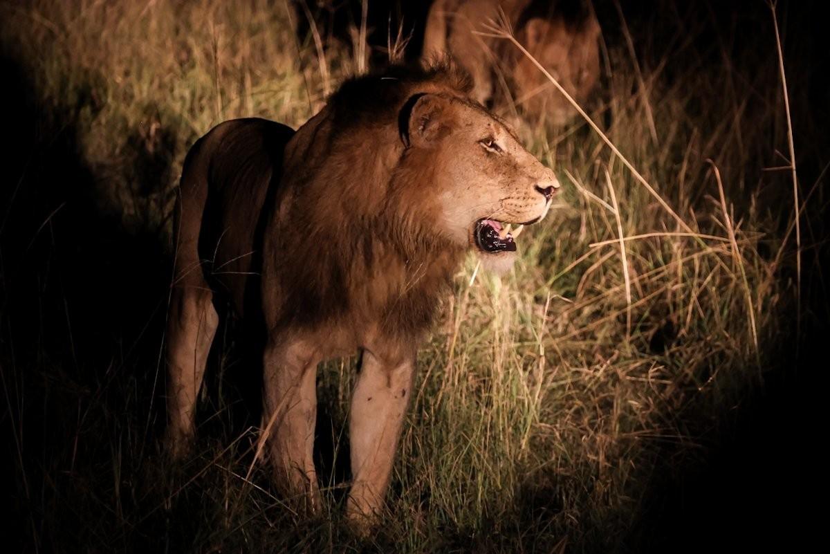 Male lion standing alert in tall grass during safari