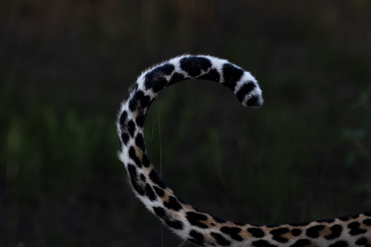 Leopard partially hidden in grass with tail curled and visible