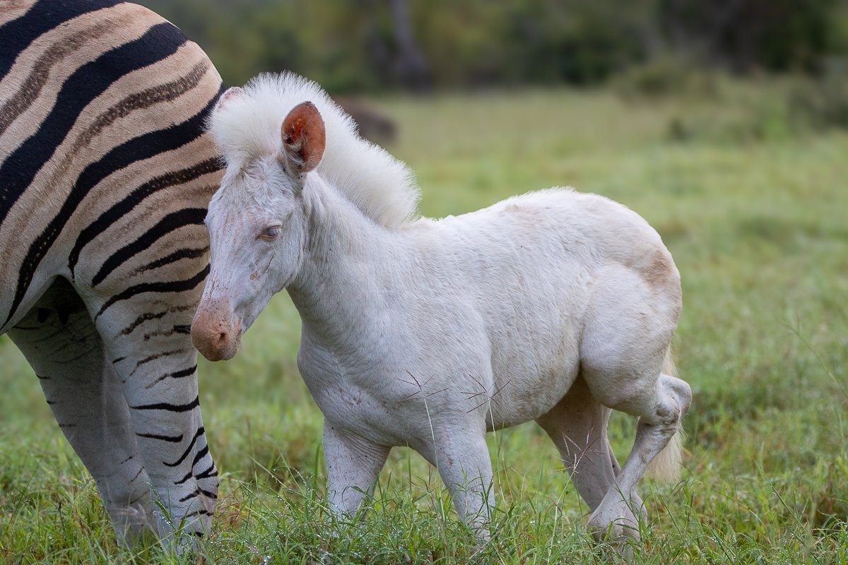 Close-up of a pale zebra foal showing reduced stripe pigmentation.