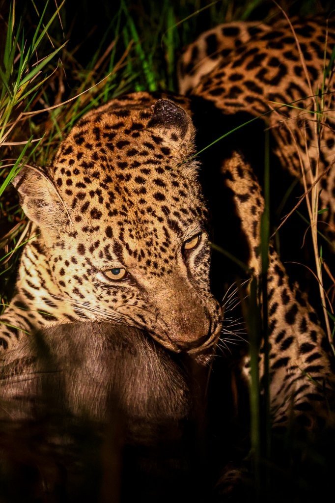 Mawelawela male leopard feeding on a warthog kill.