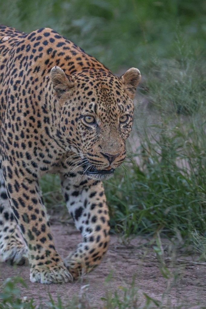Close view of Nsuku male leopard during mating period.