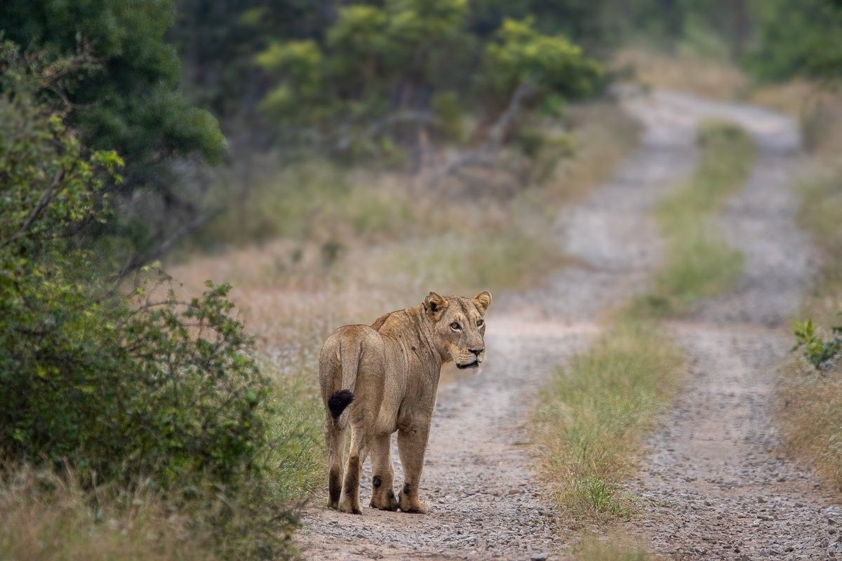 Msuthlu lioness walking away from N’waswishaka male lions.