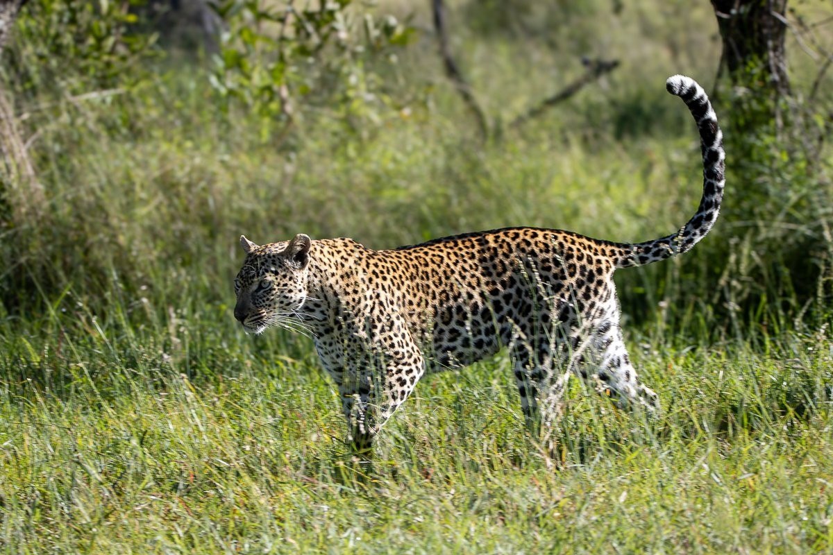 Tengile leopard following scent trails through riverine habitat.