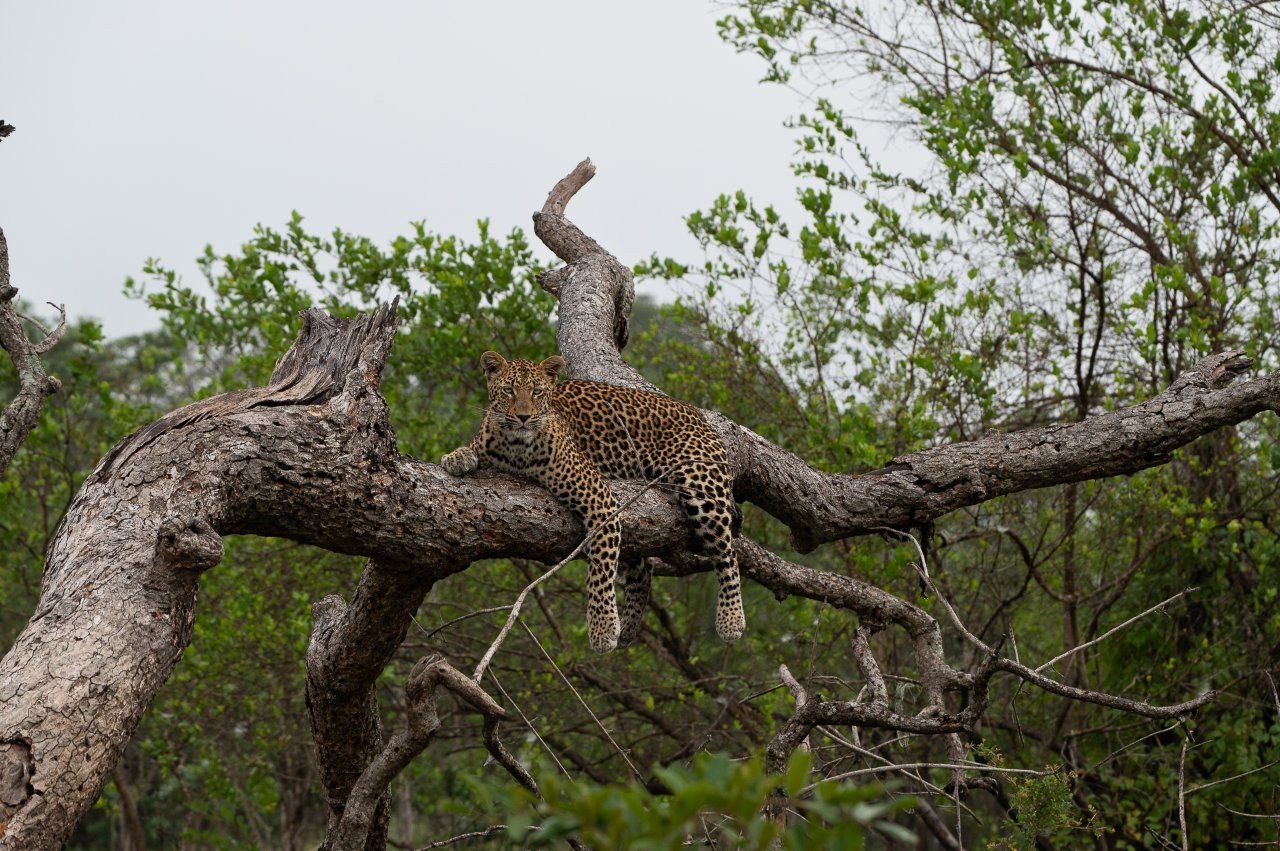 Kurhula leopard grooming herself on a fallen marula tree.