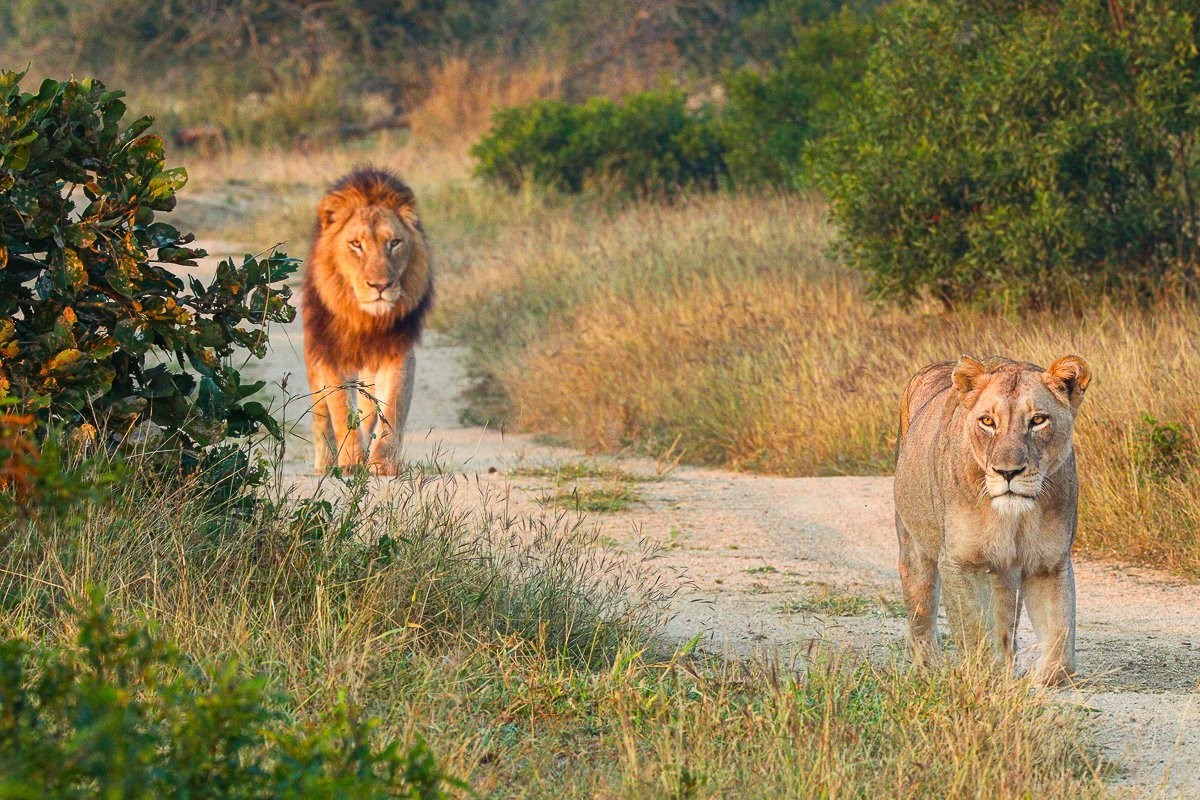 N’waswishaka male lions interacting while competing for mating access